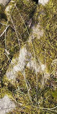 Equisetum x trachyodon / Mackay's Horsetail, D Ketsch 5.3.2013