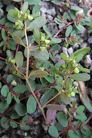 Chamaesyce humifusa \ Niederliegende Wolfsmilch / Trailing Spurge, D Heppenheim 6.7.2007