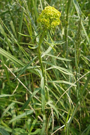 Euphorbia cyparissias \ Zypressen-Wolfsmilch / Cypress Spurge, D Lampertheim 3.5.2009