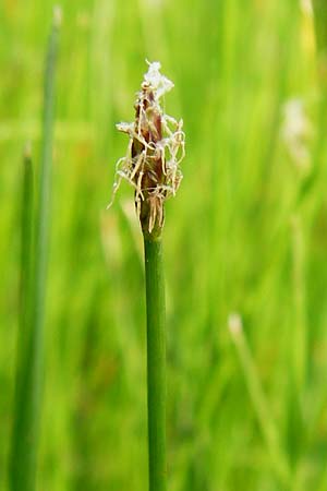 Eleocharis uniglumis \ Einspelzige Sumpfbinse / Spike Rush, D M&uuml;nzenberg 26.7.2014