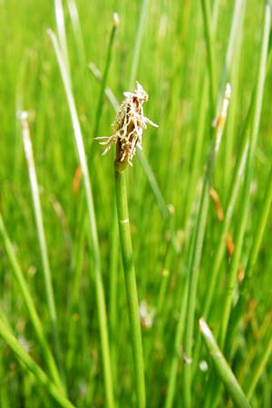 Eleocharis uniglumis \ Einspelzige Sumpfbinse / Spike Rush, D M&uuml;nzenberg 26.7.2014