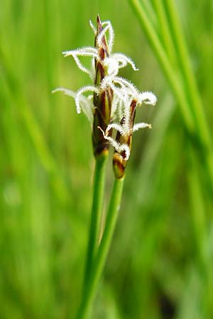 Eleocharis uniglumis \ Einspelzige Sumpfbinse / Spike Rush, D M&uuml;nzenberg 26.7.2014
