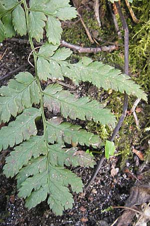 Dryopteris dilatata / Broad Buckler Fern, D Hambrücken 3.4.2009