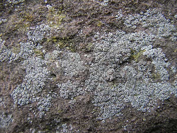 Lecanora spec1 ? \ Kuchenflechte / Rim Lichen, D Grünstadt 11.10.2009