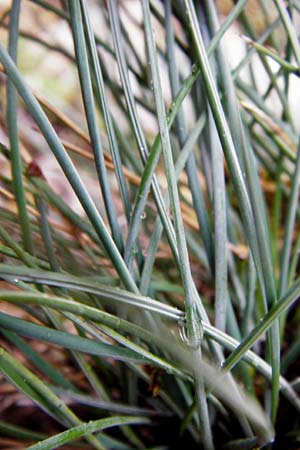 Festuca pallens \ Bleicher Schwingel, Bleich-Schwingel / Pale Fescue, D Fridingen 8.7.2014