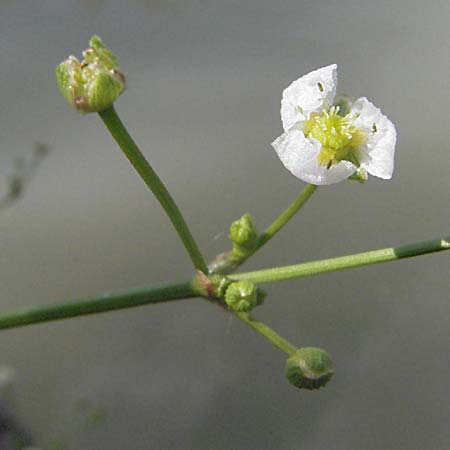 Alisma plantago-aquatica \ Gewhnlicher Froschlffel / Water-Plantain, D Eisenberg 1.7.2006