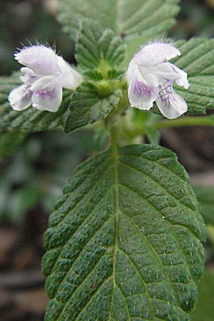 Galeopsis tetrahit \ Stechender Hohlzahn / Common Hemp-Nettle, D Bad Reichenhall 22.7.2007
