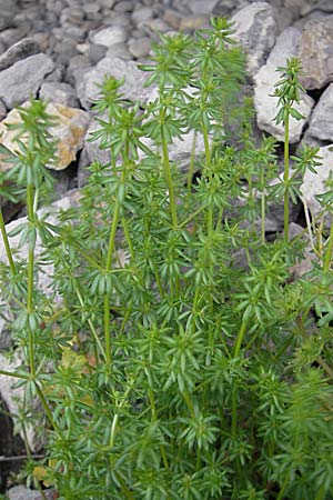 Galium parisiense s.str. \ Pariser Labkraut, D Mannheim 3.5.2009