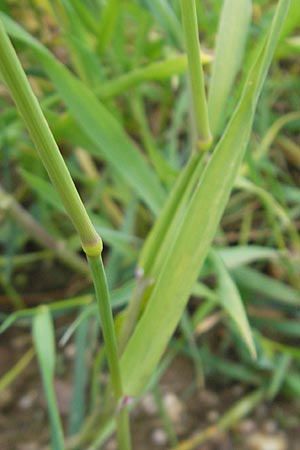 Alopecurus myosuroides \ Acker-Fuchsschwanz, D Rheinhessen, Neu-Bamberg 15.5.2010