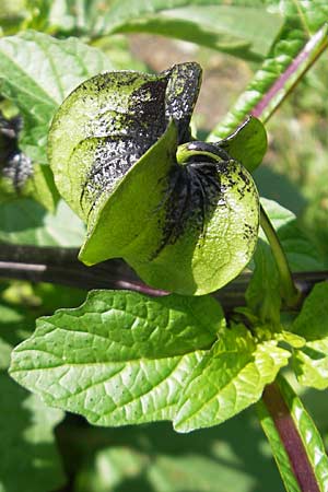 Nicandra physalodes \ Giftbeere / Apple of Peru, D Odenwald, Beerfelden 12.9.2009