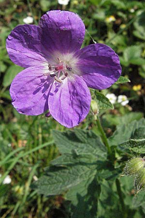 Geranium sylvaticum \ Wald-Storchschnabel / Wood Crane's-Bill, D Schwarzwald/Black-Forest, Sch&ouml;nau 28.4.2007