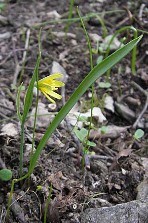 Gagea lutea \ Wald-Gelbstern, D Taunus, Eppenhain 10.4.2010
