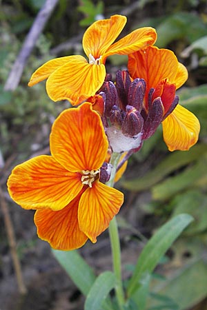 Erysimum cheiri \ Goldlack, D Mannheim 7.5.2009