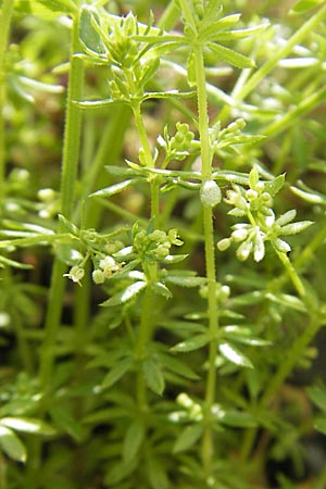 Galium parisiense s.str. \ Pariser Labkraut, D Mannheim 6.5.2009