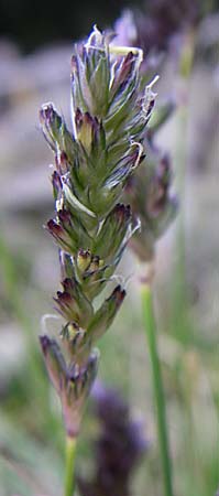 Sesleria caerulea \ Kalk-Blaugras / Moor Grass, D Botan. Gar.  Universit.  Heidelberg 13.3.2008