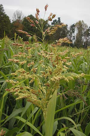 Sorghum bicolor agg. \ Mohrenhirse, Zucker-Hirse / Great Millet, D Feuchtwangen 9.10.2009