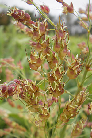 Sorghum bicolor agg. \ Mohrenhirse, Zucker-Hirse / Great Millet, D Feuchtwangen 9.10.2009