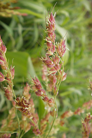 Sorghum bicolor agg. \ Mohrenhirse, Zucker-Hirse / Great Millet, D Feuchtwangen 9.10.2009