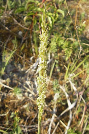 Melica ciliata agg. \ Wimper-Perlgras / Ciliated Melick, D K&ouml;nigheim 30.5.2011