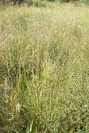 Poa palustris \ Sumpf-Rispengras, D Pfalz, Speyer 25.7.2012