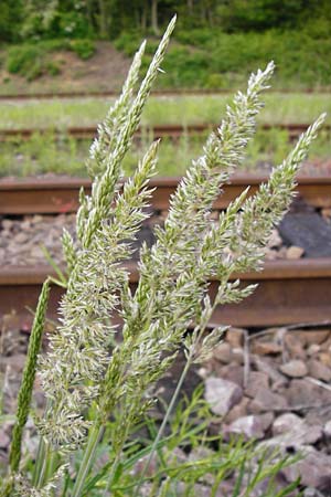 Koeleria glauca \ Blaugr�nes Schillergras, D Mannheim 15.5.2014