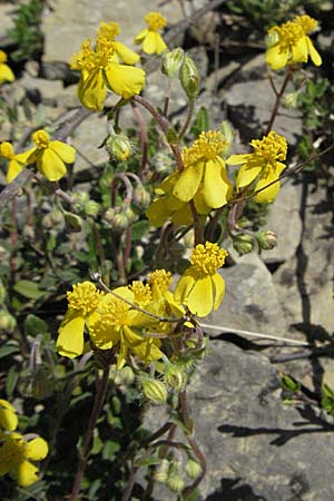 Helianthemum canum, Hoary Rock-Rose