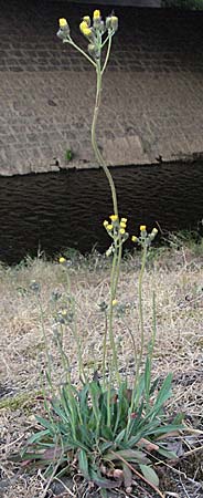 Hieracium piloselloides \ Florentiner Habichtskraut / Florence Hawkweed, D Weinheim an der Bergstraße 4.5.2007