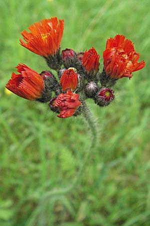 Hieracium aurantiacum / Orange Hawkweed, Fox and Cubs, D Hemsbach 28.6.2007