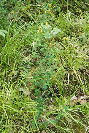 Hypericum pulchrum / Slender St. John's-Wort, D Odenwald, Neckargemünd-Mückenloch 6.7.2011