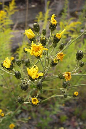 Hieracium sabaudum subsp. vagum \ Unbestndiges Savoyer Habichtskraut / Glabrous-Headed Hawkweed, D Heidelberg 30.7.2012