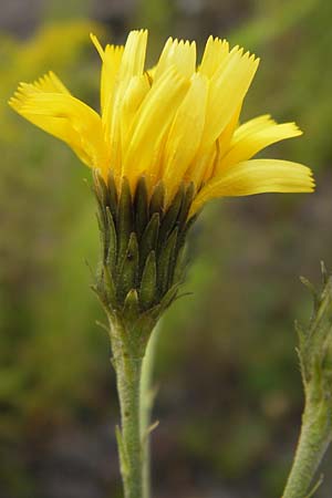 Hieracium sabaudum subsp. vagum \ Unbestndiges Savoyer Habichtskraut / Glabrous-Headed Hawkweed, D Heidelberg 30.7.2012