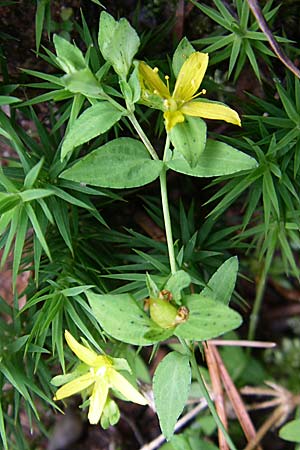 Hypericum humifusum / Trailing St. John's-Wort, D Ramsen 7.9.2008