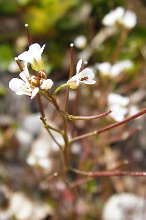 Cardamine occulta \ Japanisches Reisfeld-Schaumkraut, D Insel Reichenau, Oberzell 1.4.2014
