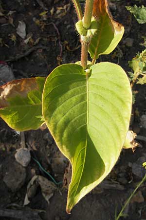 Persicaria orientalis \ Orientalischer Kn�terich / Oriental Smartweed, Oriental Knotweed, D Mannheim 6.9.2009