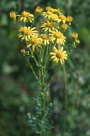 Senecio jacobaea \ Jakobs-Greiskraut, Jakobs-Kreuzkraut, D Deggingen 16.7.2005