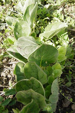 Kickxia spuria \ Unechtes T�nnel-Leinkraut / Round-Leaved Fluellen, D Oppenheim 9.8.2014