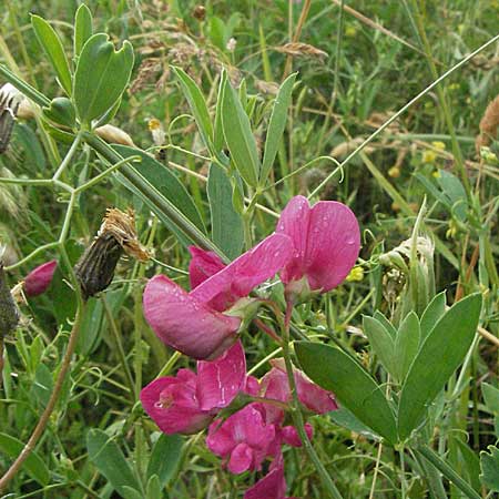 Lathyrus tuberosus \ Knollen-Platterbse, D Neuleiningen 16.6.2006
