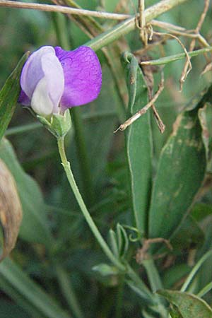 Lathyrus hirsutus \ Behaartfrchtige Platterbse, D Neuleiningen 12.6.2007