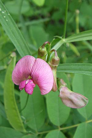 Lathyrus sylvestris \ Wald-Platterbse / Narrow-Leaved Flat Pea, D Sasbach am Kaiserstuhl 23.8.2008
