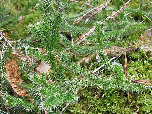 Lycopodium clavatum \ Keulen-Brlapp, D Odenwald, Erbach 6.10.2012