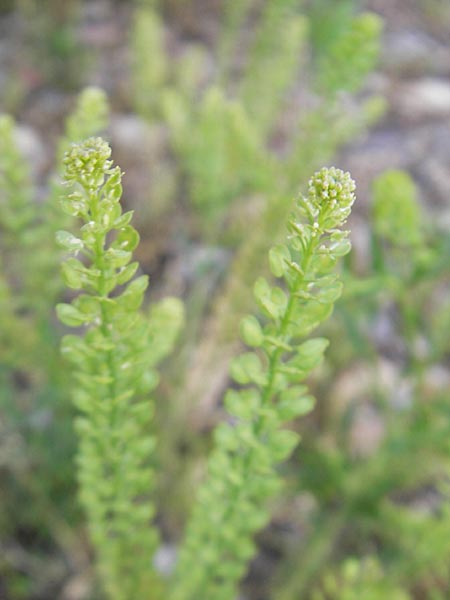Lepidium densiflorum \ Dichtbl�tige Kresse / Common Pepperweed, D Heidelberg 21.6.2010
