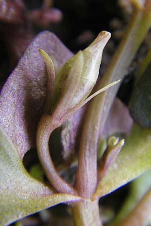 Lindernia dubia \ Amerikanisches B�chsenkraut, Gro�es B�chsenkraut / Yellowseed False Pimpernel, D Gro&szlig;-Gerau 21.10.2009