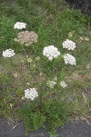 Seseli libanotis, Moon Carrot Seseli libanotis, Moon Carrot