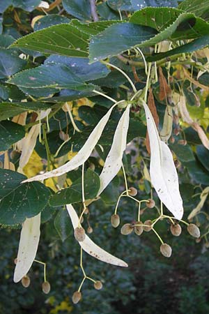 Tilia cordata \ Winter-Linde / Small-Leaved Lime, D Mannheim 22.9.2013