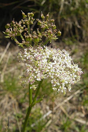 Ligusticum mutellina \ Alpen-Mutterwurz / Mutelline, D Oberstdorf 22.6.2011