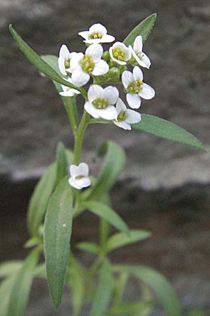 Lobularia maritima, Sweet Alison