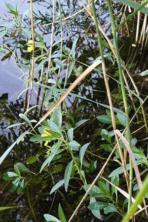 Ludwigia hexapetala, Large-flower Primrose-Willow
