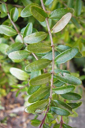 Lonicera nitida \ Heckenmyrte, Strauch-Heckenkirsche / Boxleaf Honeysuckle, D Heppenheim 17.3.2014