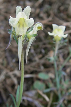 Linaria supina \ Niedriges Leinkraut / Prostrate Toadflax, D Kehl 15.10.2011