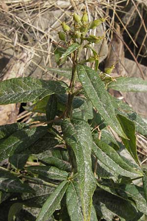 Lysimachia vulgaris \ Gilb-Weiderich / Yellow Loosestrife, D Mannheim 29.9.2013